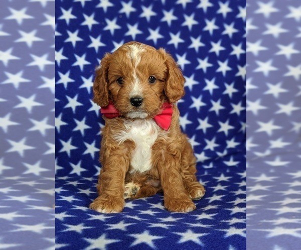 Medium Photo #2 Cavapoo Puppy For Sale in QUARRYVILLE, PA, USA