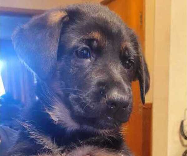 Medium Photo #5 German Shepherd Dog Puppy For Sale in WASHOUGAL, WA, USA