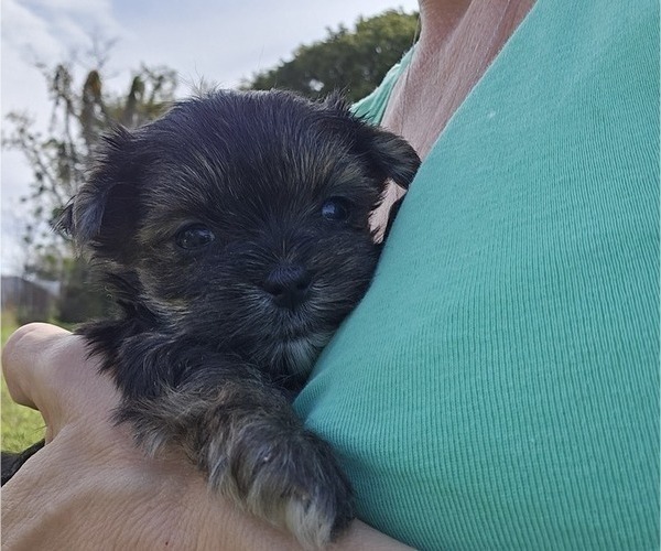 Medium Photo #5 Yorkshire Terrier Puppy For Sale in SARASOTA, FL, USA
