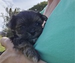 Small Photo #5 Yorkshire Terrier Puppy For Sale in SARASOTA, FL, USA
