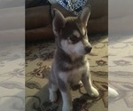 Small Photo #5 Pomsky-Siberian Husky Mix Puppy For Sale in PLAINWELL, MI, USA