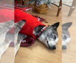 Small #3 Huskies  Mix