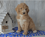 Puppy 5 Goldendoodle