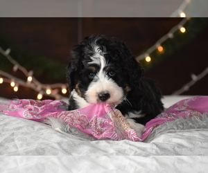 Bernedoodle Puppy for sale in ARCANUM, OH, USA