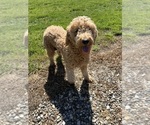 Small Photo #1 Goldendoodle (Miniature) Puppy For Sale in LIBERAL, MO, USA