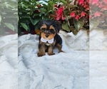 Small #2 Yorkshire Terrier