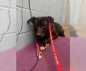 Labrador Retriever Dogs for adoption in Evansville, IN, USA