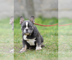 French Bulldog Puppy for sale in Kiskoros, Bacs-Kiskun, Hungary