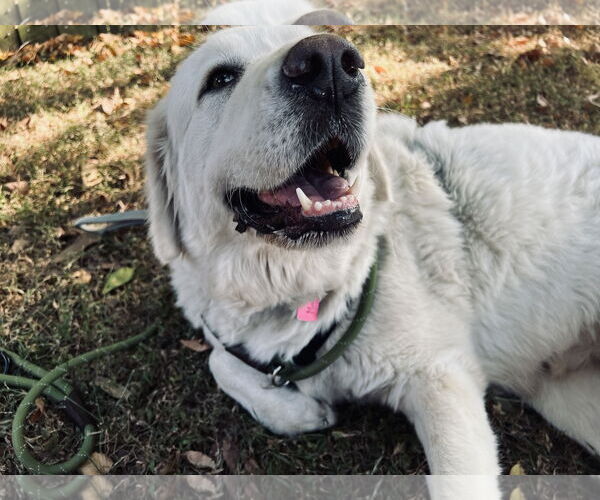 Medium Photo #6 Great Pyrenees Puppy For Sale in Spring, TX, USA