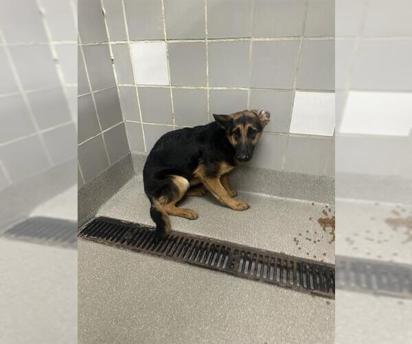 Medium Photo #1 German Shepherd Dog-Unknown Mix Puppy For Sale in Las Vegas, NV, USA