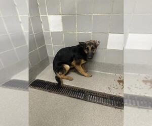 German Shepherd Dog-Unknown Mix Dogs for adoption in Las Vegas, NV, USA