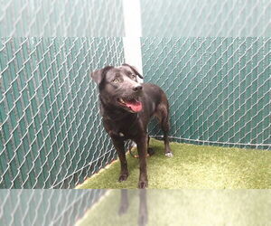 Labrador Retriever-Unknown Mix Dogs for adoption in Downey, CA, USA