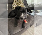 Small #7 American Pit Bull Terrier-Labrador Retriever Mix