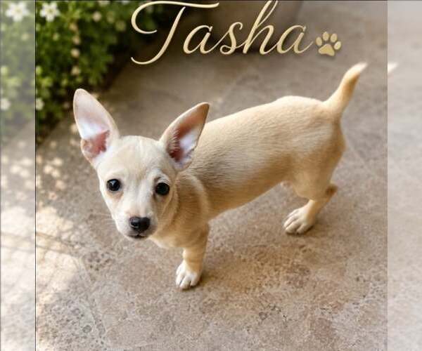 Medium Photo #1 Chihuahua-Unknown Mix Puppy For Sale in Morganville, NJ, USA