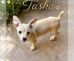 Small Chihuahua Mix