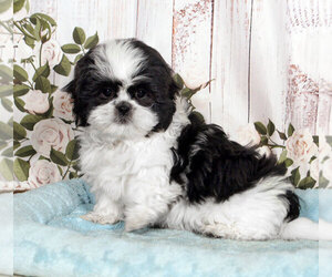 Shih Tzu Puppy for sale in PENNS CREEK, PA, USA