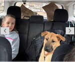 Small #4 Shepradors