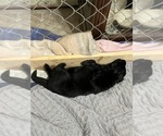 Small #6 German Shepherd Dog