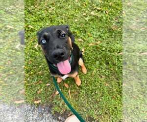 Rottweiler-Unknown Mix Dogs for adoption in Houston, TX, USA