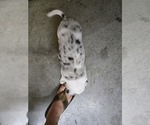 Small #4 Border Collie