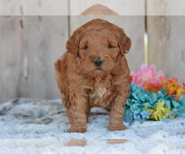 Medium Photo #4 Goldendoodle (Miniature) Puppy For Sale in PEMBROKE PINES, FL, USA