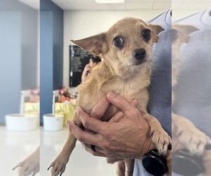 Chihuahua Dogs for adoption in Temple, TX, USA