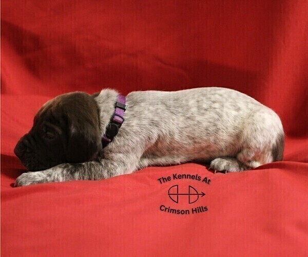 Medium Photo #4 German Shorthaired Pointer Puppy For Sale in CONWAY, AR, USA