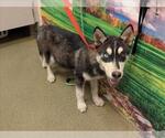 Small Siberian Husky