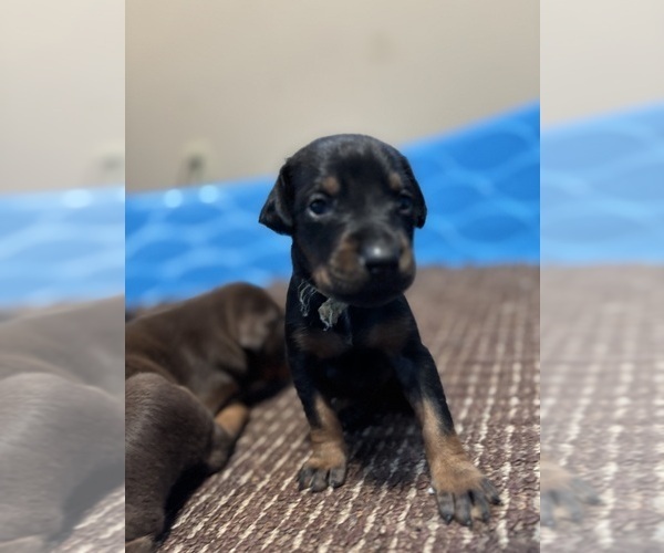 Medium Photo #4 Doberman Pinscher Puppy For Sale in WESTON, WI, USA