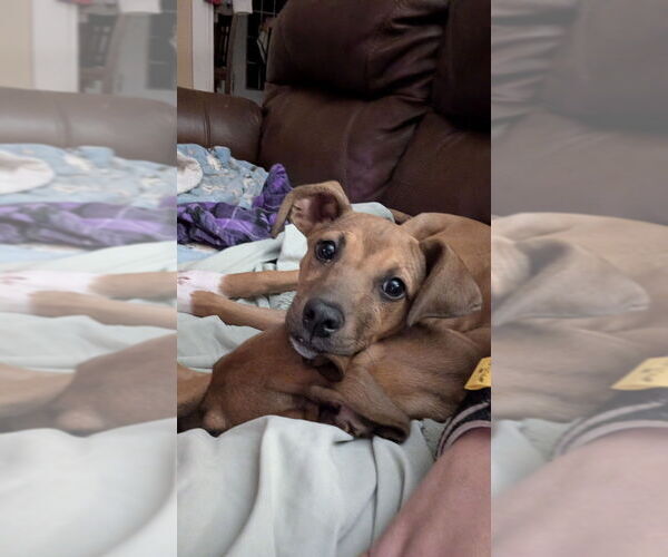 Medium Photo #6 Mutt Puppy For Sale in Mooresville, NC, USA