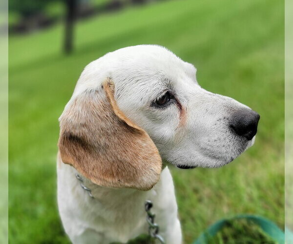Medium Photo #8 Beagle-Unknown Mix Puppy For Sale in Germantown, OH, USA