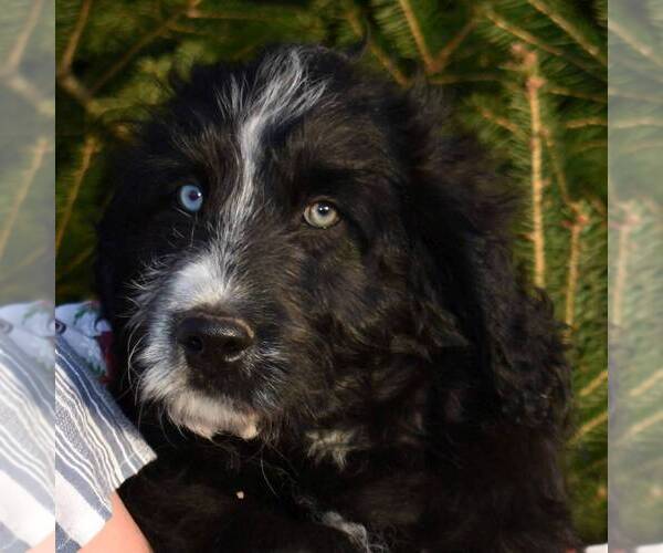 Medium Photo #4 Aussiedoodle Puppy For Sale in NEW MADISON, OH, USA