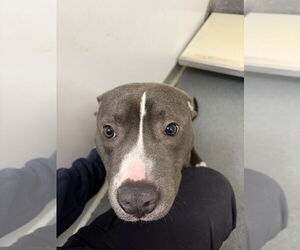 Mutt Dogs for adoption in Glen Allen, VA, USA