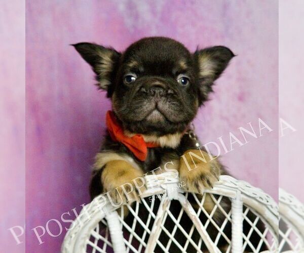 Medium Photo #3 French Bulldog Puppy For Sale in WARSAW, IN, USA