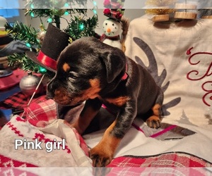 Doberman Pinscher Puppy for sale in ANDERSON, IN, USA