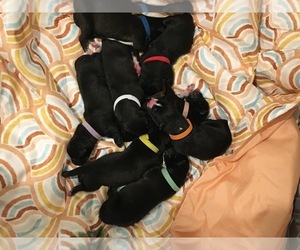 Great Dane Puppy for sale in MORONGO VALLEY, CA, USA