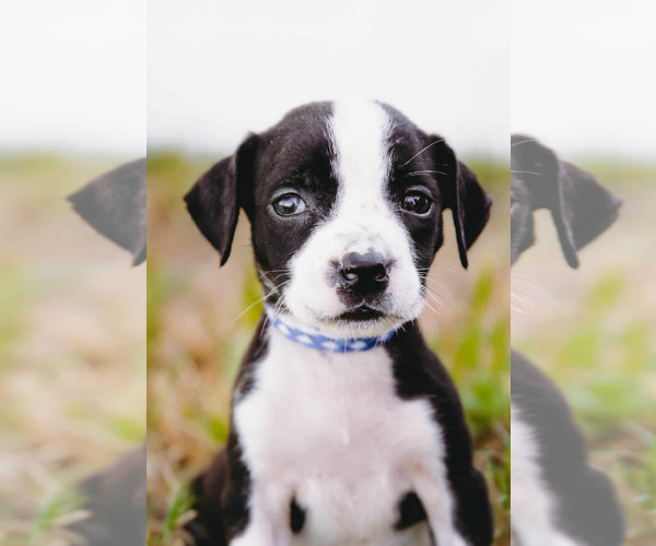 Medium Photo #2 American Staffordshire Terrier-Labrador Retriever Mix Puppy For Sale in Princeton, MN, USA