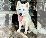 Small #2 Huskies  Mix