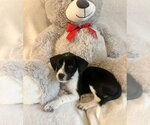 Small #1 Jack Russell Terrier Mix