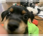 Puppy 8 German Hunting Terrier-Lowchen Mix