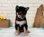 Small Photo #6 Shiba Inu Puppy For Sale in MANHATTAN, NY, USA