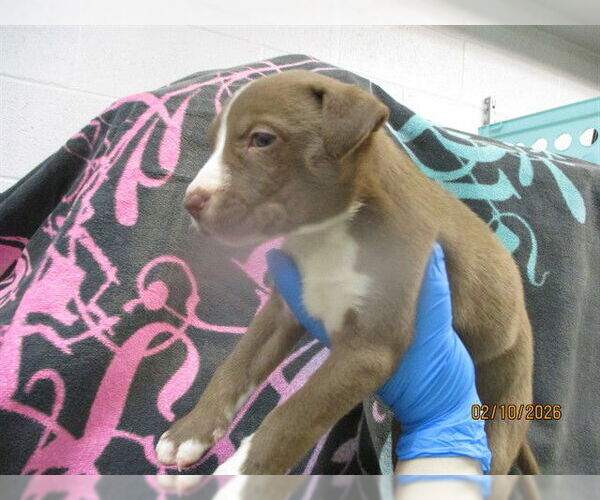 Medium Photo #1 American Pit Bull Terrier-Siberian Husky Mix Puppy For Sale in Oklahoma City, OK, USA