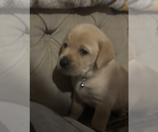 Medium Photo #8 Labrador Retriever Puppy For Sale in COTTAGEVILLE, SC, USA