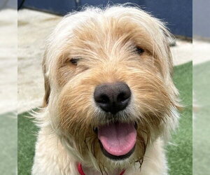 Mutt Dogs for adoption in Pleasanton, CA, USA