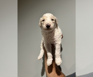 Poodle (Standard) Puppy for Sale in OTTSVILLE, Pennsylvania USA