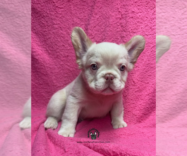 Medium Photo #4 French Bulldog Puppy For Sale in SACRAMENTO, CA, USA
