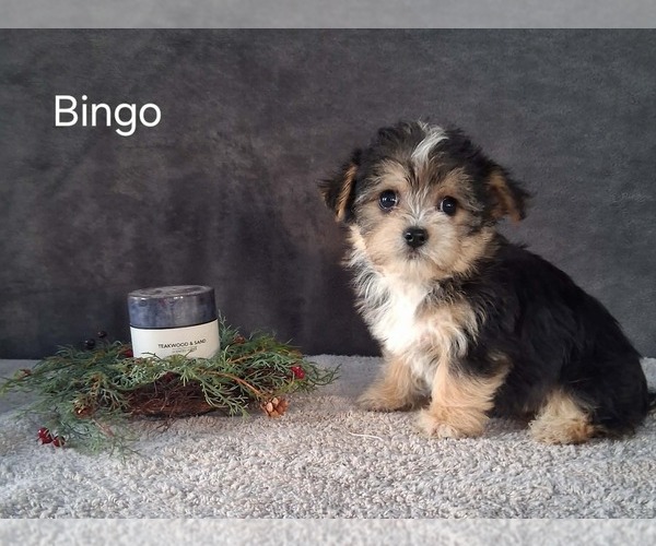 Medium Photo #2 Yo-Chon Puppy For Sale in MOUNT PLEASANT, MI, USA
