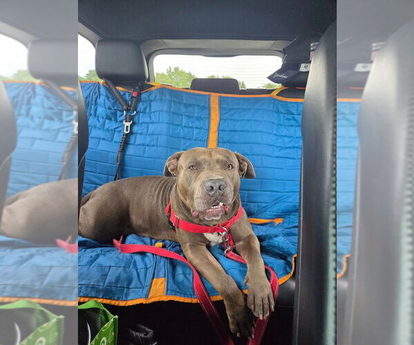 Medium Photo #50 American Staffordshire Terrier Puppy For Sale in Sayreville, NJ, NJ, USA