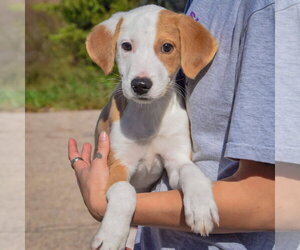 Archie - Male Border Collie-Collie Mix Dog for Adoption - Photo #3