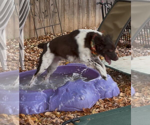 Medium Photo #3 Brittany Puppy For Sale in Curwensville, PA, USA